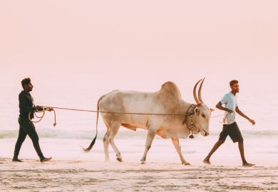 Two men lead a bull along a beach in Goa, India