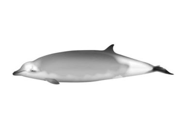 Artist's impression of Ramari’s beaked whale