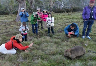 Asian tourist photographing a wombat at Cradle Mountain - Lake St Clair National Park Tasmania, Australia Asian tourist photographing a wombat at Cradle Mountain - Lake St Clair National Park Tasmania, Australia