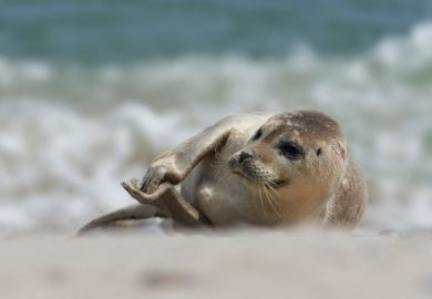 Baby seal clapping