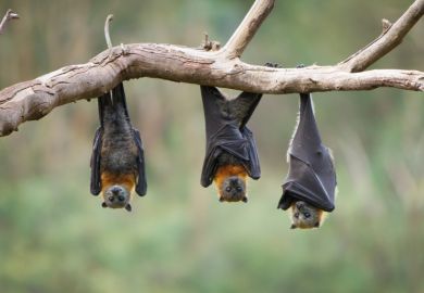 Three bats hanging upside down Three bats hanging upside down