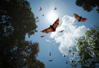 Bats in flight Bats in flight