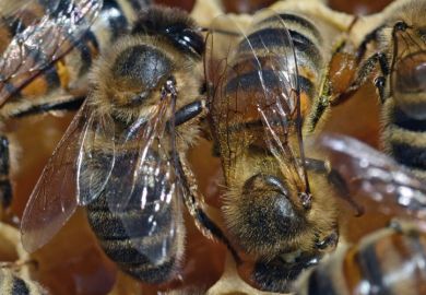 Bees walking on honeycomb