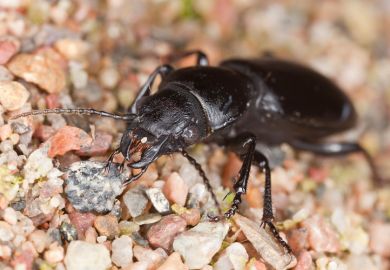 Beetle crawling on small stones Beetle crawling on small stones