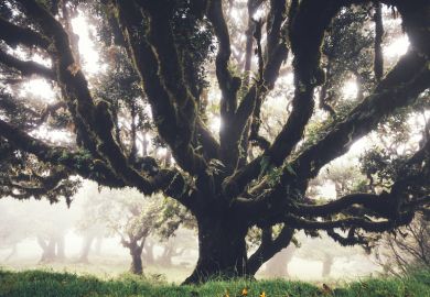 Big tree