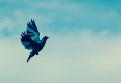 Bird flying freely Bird flying freely