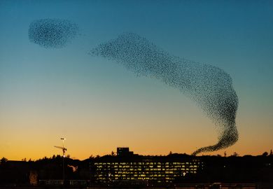 murmuration