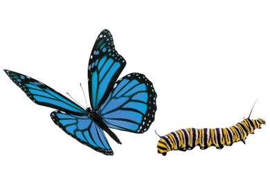 Blue butterfly and caterpillar Blue butterfly and caterpillar