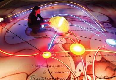 person touches illuminated brain model