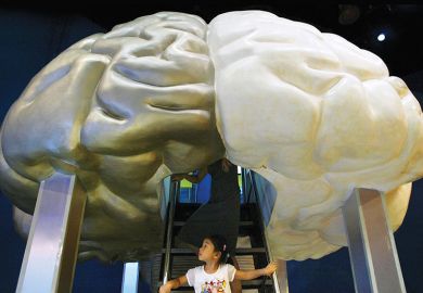 A Chinese girl explores a model of the brain at the Shanghai Science and Technology Museum