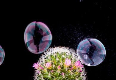Bubbles float around a cactus Bubbles float around a cactus
