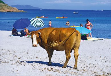 Bull on the beach