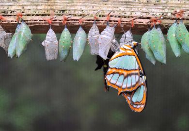 Butterfly cocoons