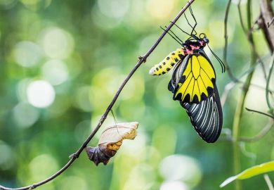 butterfly butterfly