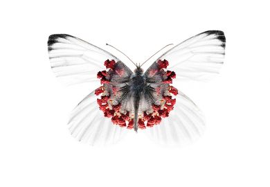 Corona butterfly Corona butterfly