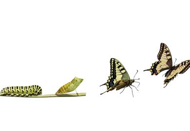 Butterfly emerging from cocoon 