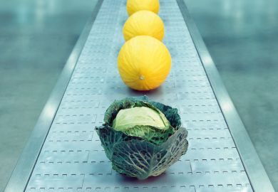Cabbage on conveyor belt with melons Cabbage on conveyor belt with melons