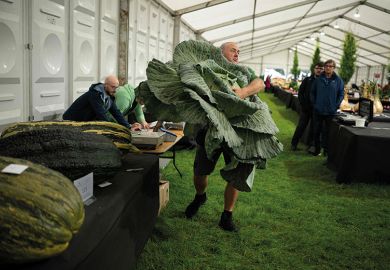 A huge cabbage ]in the giant vegetable competition at the Harrogate Autumn Flower Show, 2023