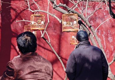 birds in cages birds in cages