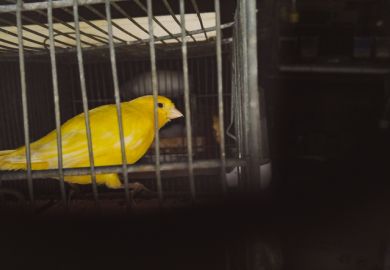 Caged canary