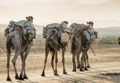 A train of camels