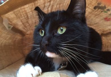 Cat in a bag Cat in a bag