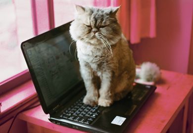 cat sitting on laptop
