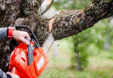 Chainsaw cutting tree branch Chainsaw cutting tree branch