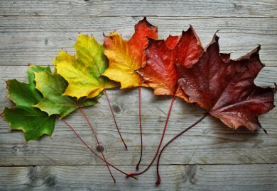 Leaves