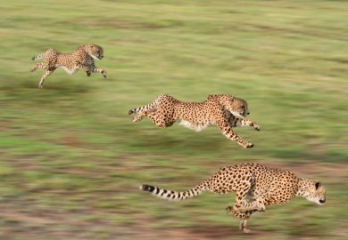 Cheetahs hunting Cheetahs hunting