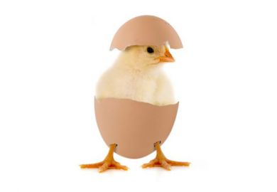 Chicken and egg