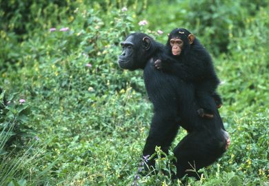 chimpanzee in Uganda