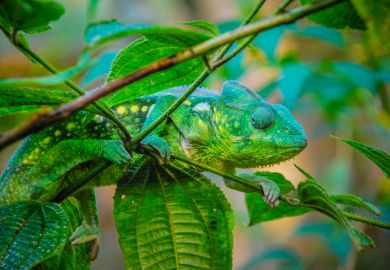 Close Up of Malagasy Giant Chameleon in Madagascar