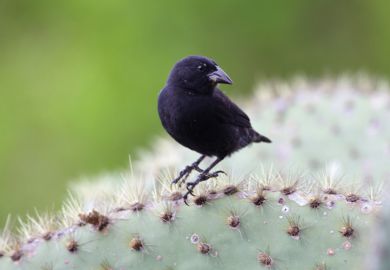Common cactus finch (Geospiza scandens) Common cactus finch (Geospiza scandens)