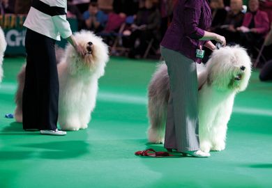 competitors at dog show