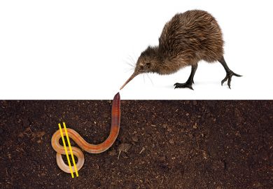 Kiwi bird digs up worm