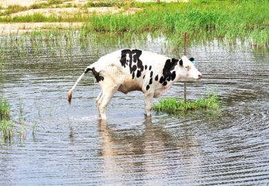 Cow urinating urine cow pee