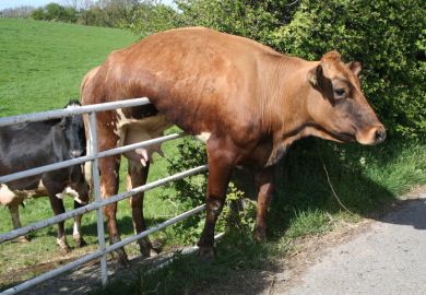 Cow stuck on gate