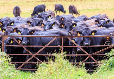 Cows shut out by a gate, symbolising university access Cows shut out by a gate, symbolising university access
