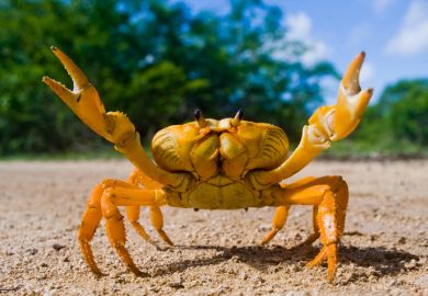 A crab with pincers raised A crab with pincers raised