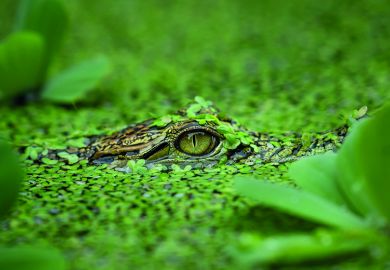 Crocodile hidden in water to illustrate Not telling overseas recruits about the UK’s health surcharge is a con