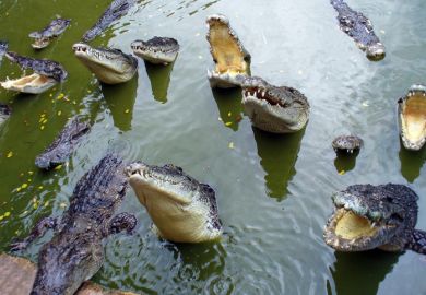 Crocodiles with open mouth in the water