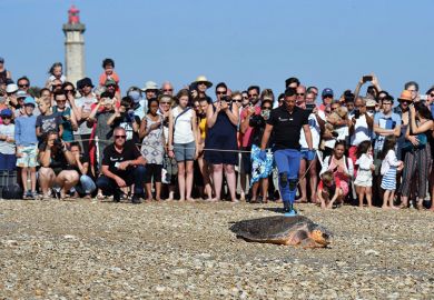 crowd-watching-turtle
