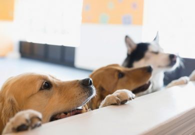 Curious dogs resting paws on counter