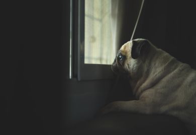 Cute little pug dog looking out a window with evening light illuminating his face. Feeling sad and missing owner