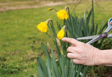Cutting daffodils back