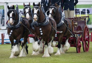 Clydesdales and pulling a cart