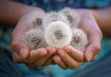 Dandelion heads