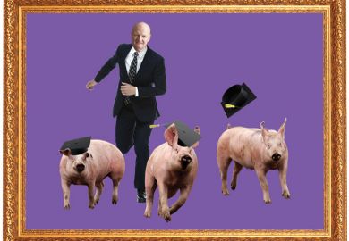 David Willetts chasing three graduating pigs David Willetts chasing three graduating pigs
