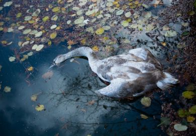 a dead swan
